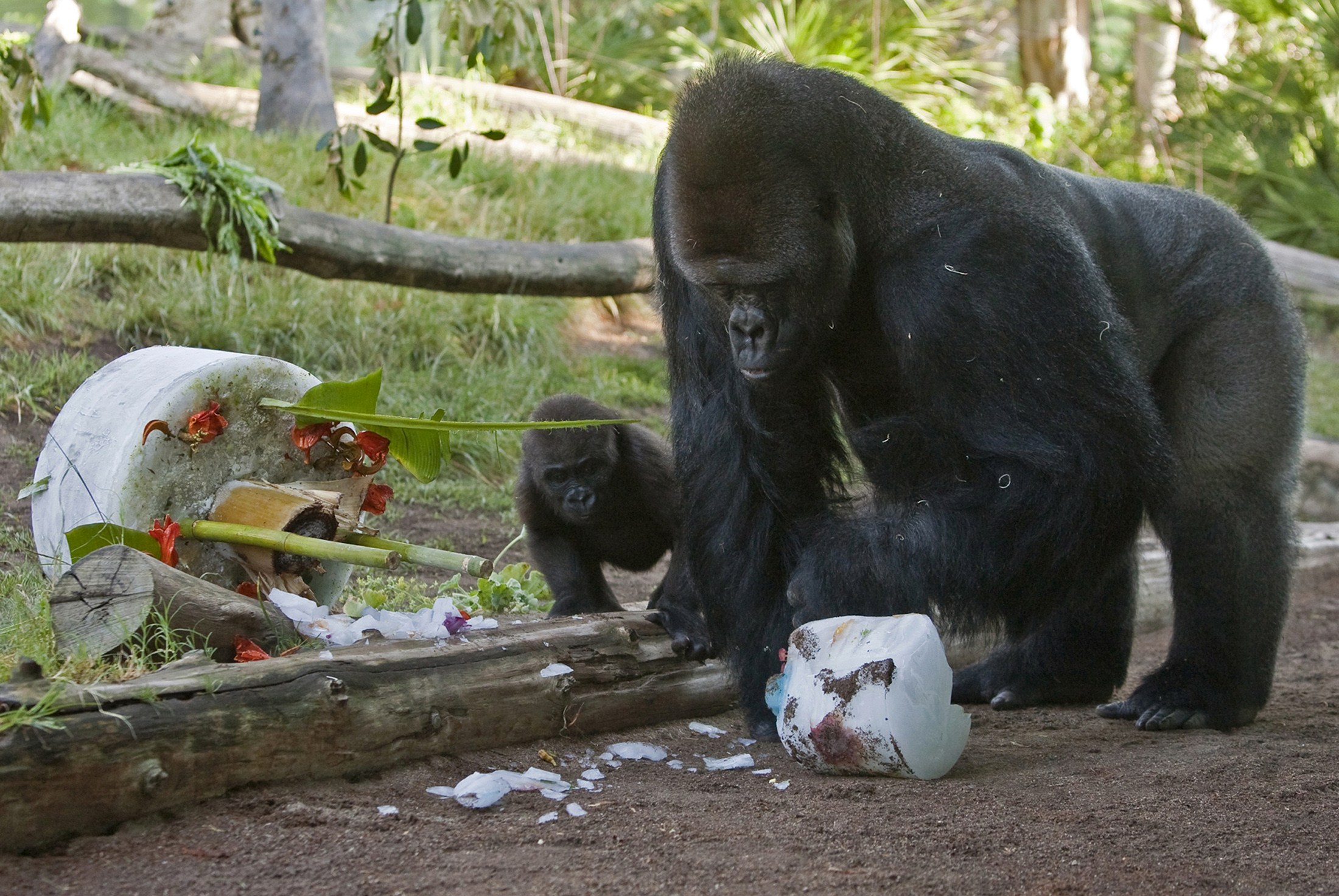 美国动物园猩猩接种试验性新冠疫苗