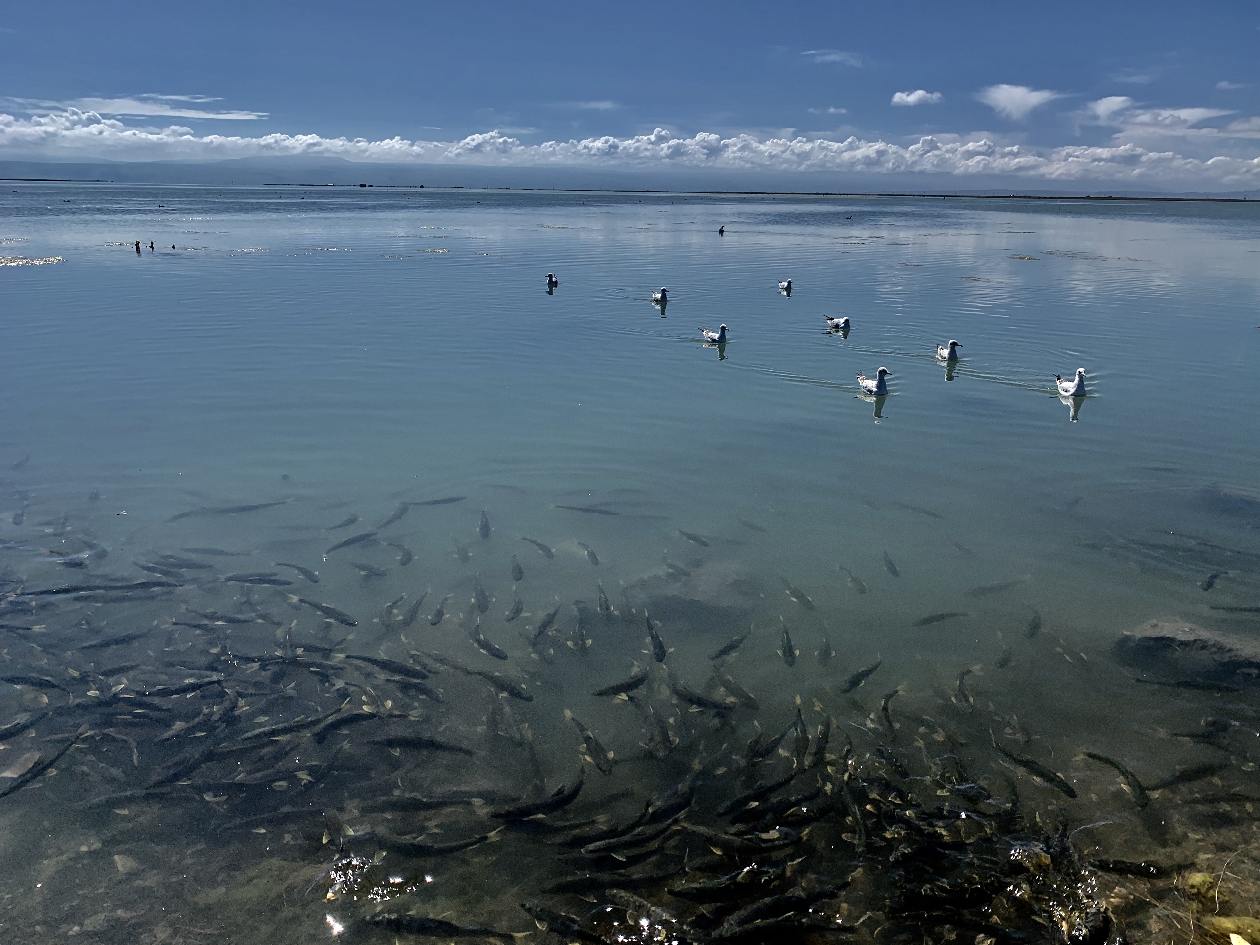 中国最大内陆咸水湖湟鱼保护按下快进键