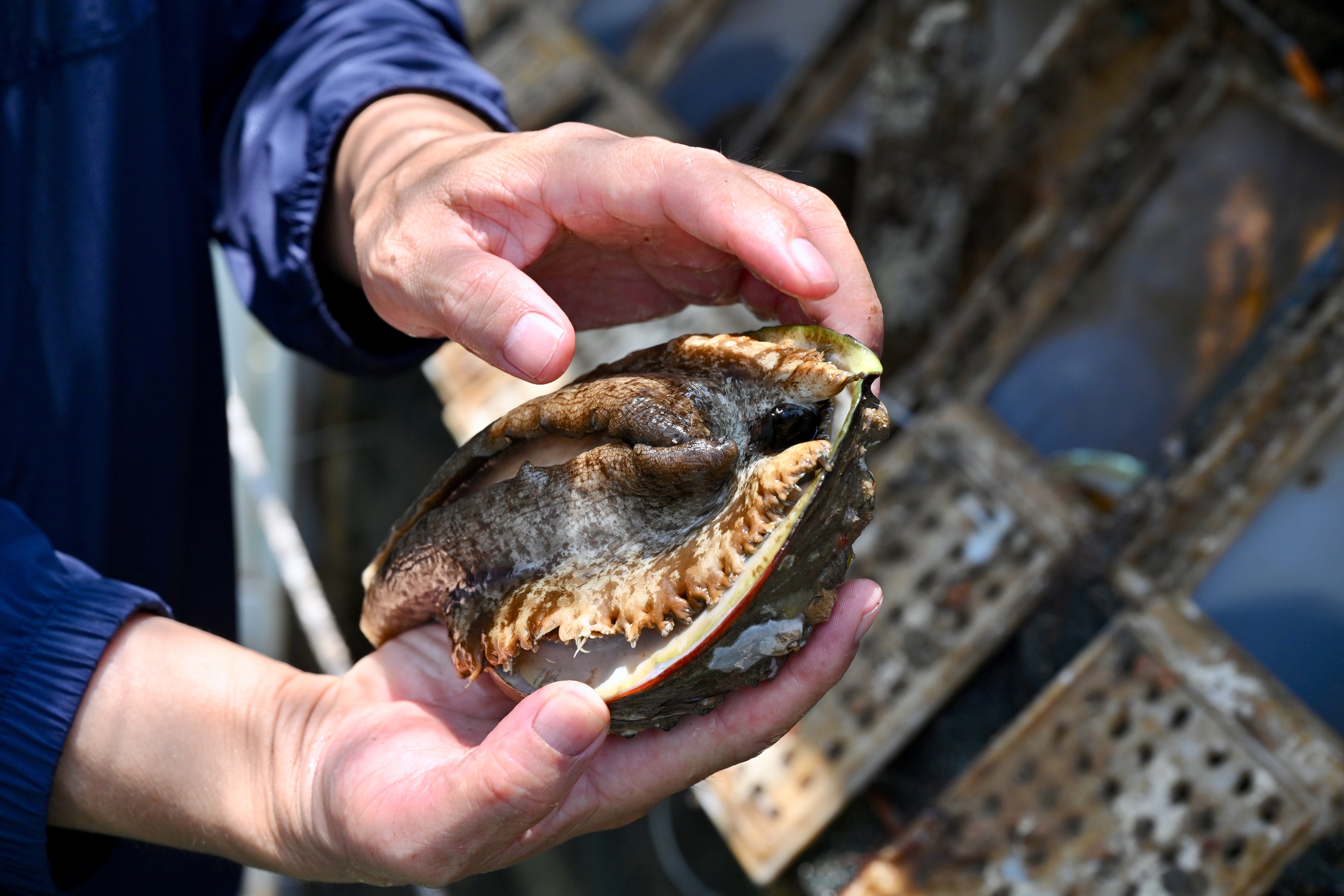 舌尖上的小康鲍鱼住进大邮轮