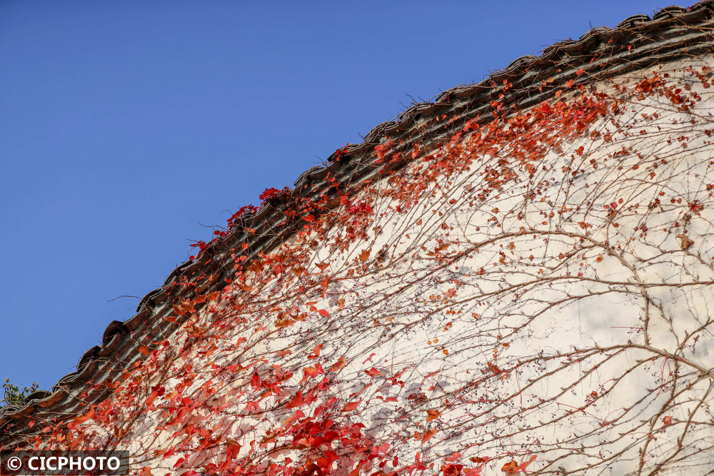 安徽黟县初冬爬山虎尽染秀里