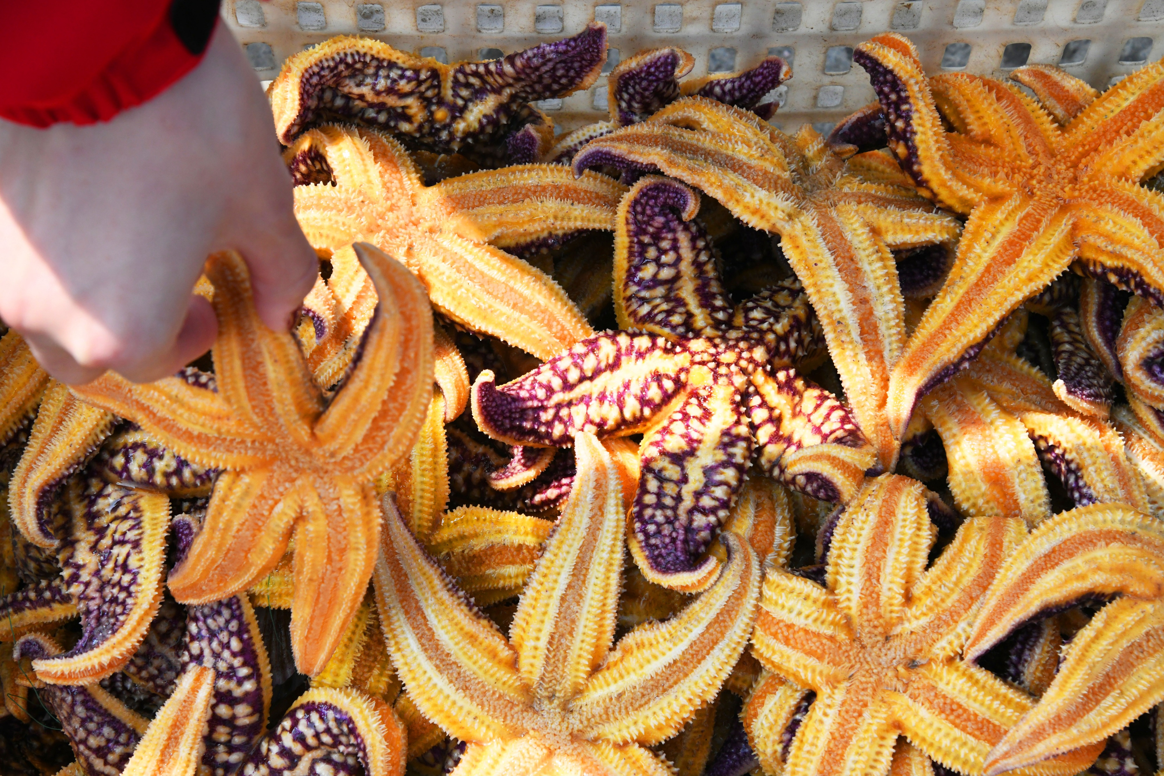 确认此次泛滥的主要是海星纲的多棘海盘车,在每年10月至次年1月繁殖