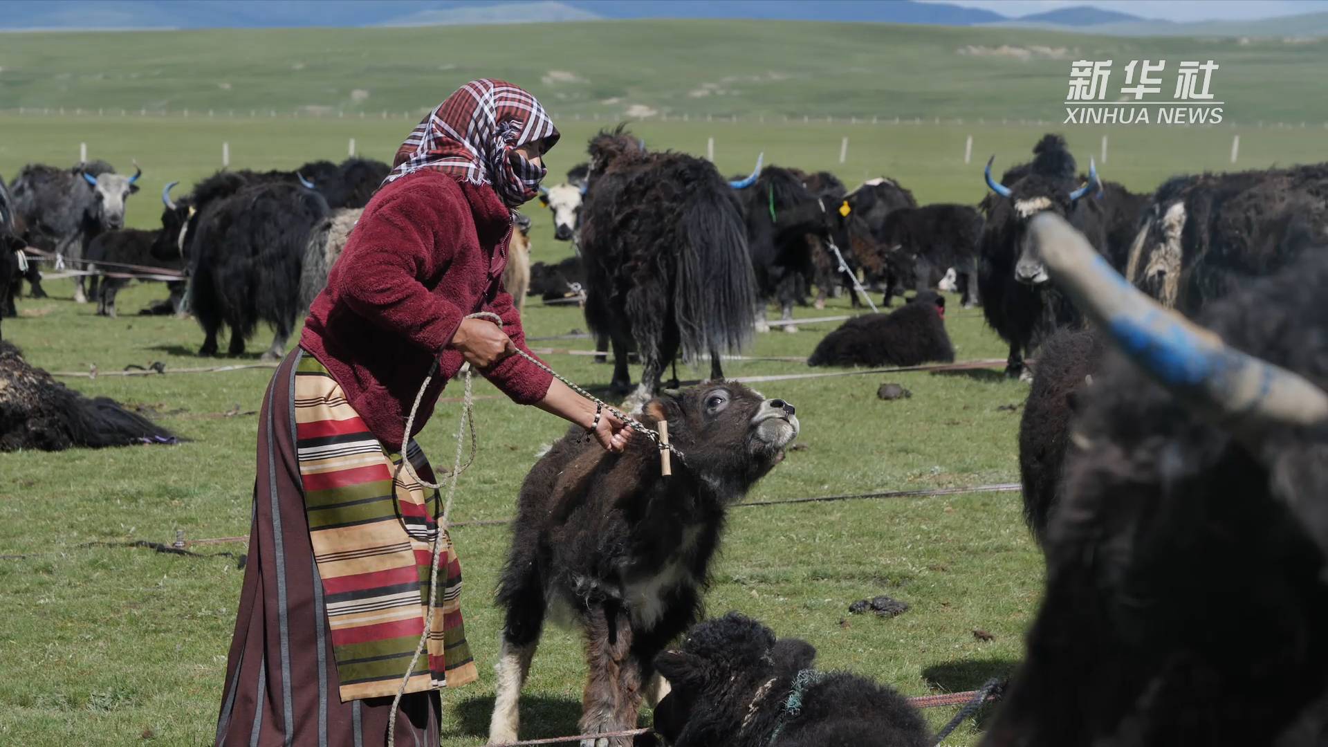 我在西藏vlog在藏北遇见牦牛的一生