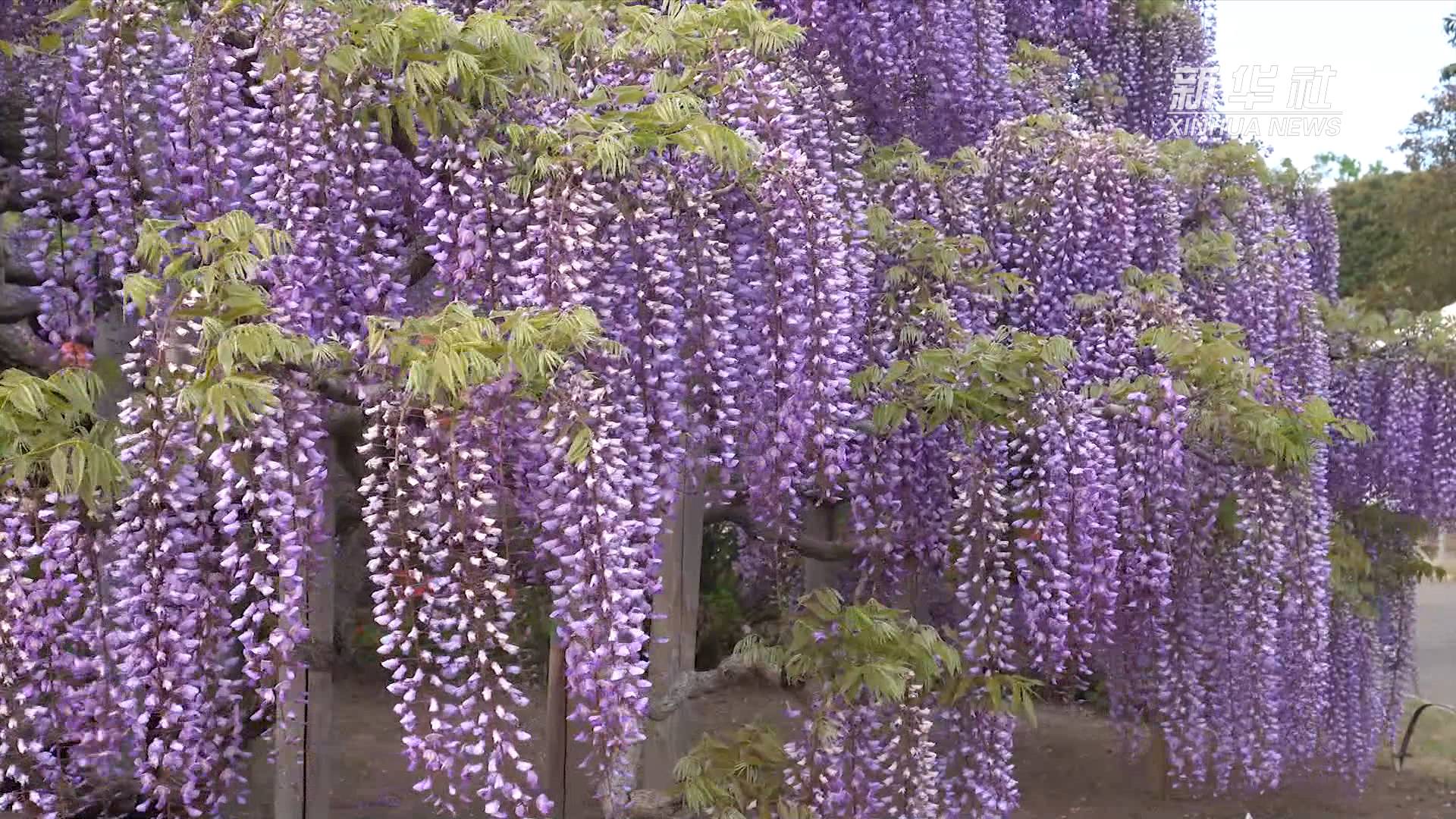 美不胜收日本足利花卉公园紫藤盛开