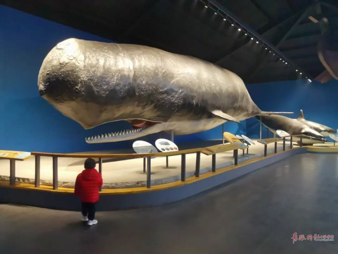 Introducing Coronodon havensteini - a new toothed baleen whale from ...