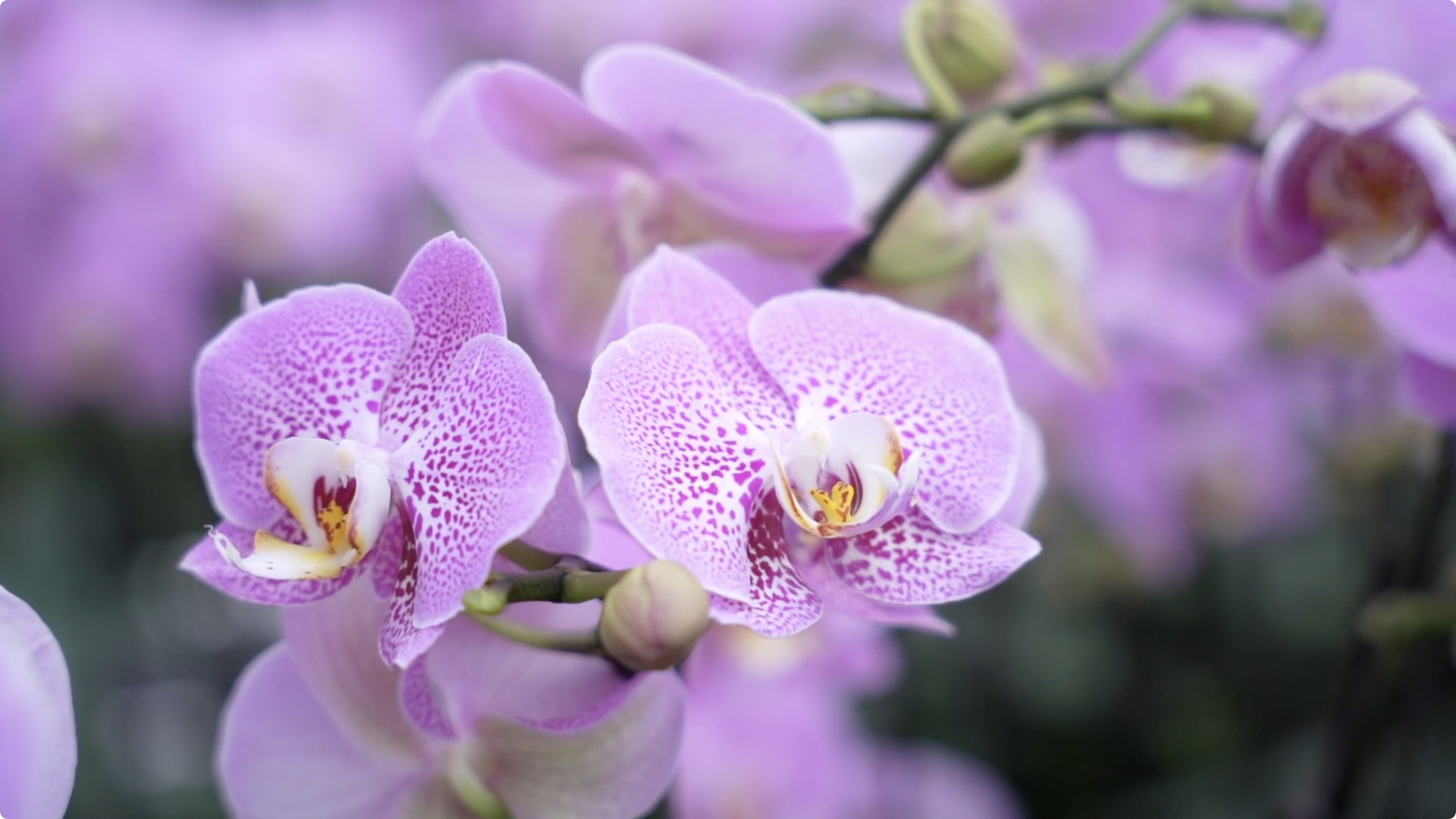 跨粤粤字号丨想要五彩斑斓的黑陈村蝴蝶兰安排