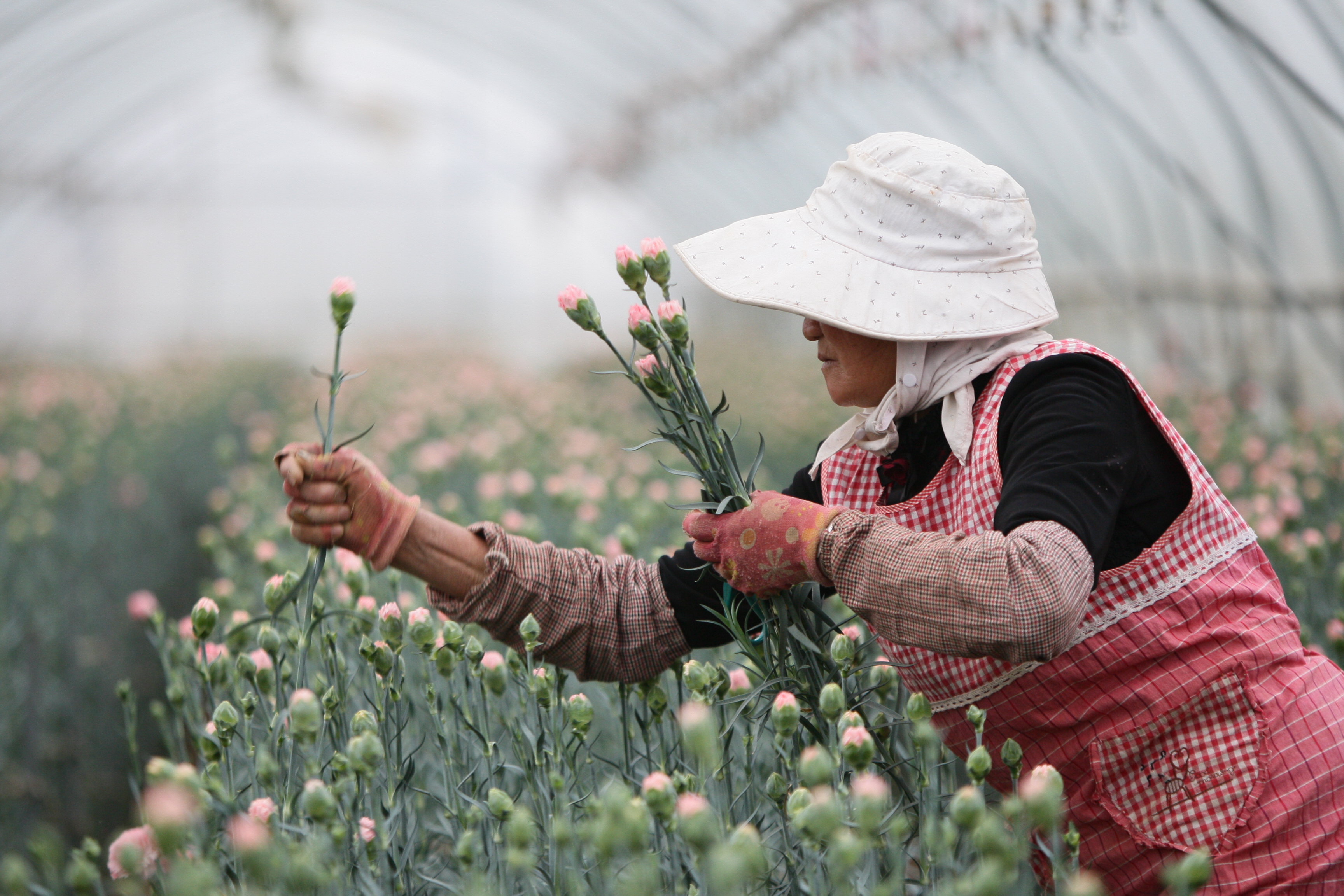 云南曲靖:鲜花俏 采摘忙 - 封面新闻