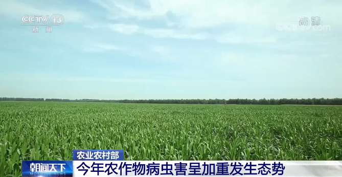 农业农村部今年农作物病虫害呈加重发生态势