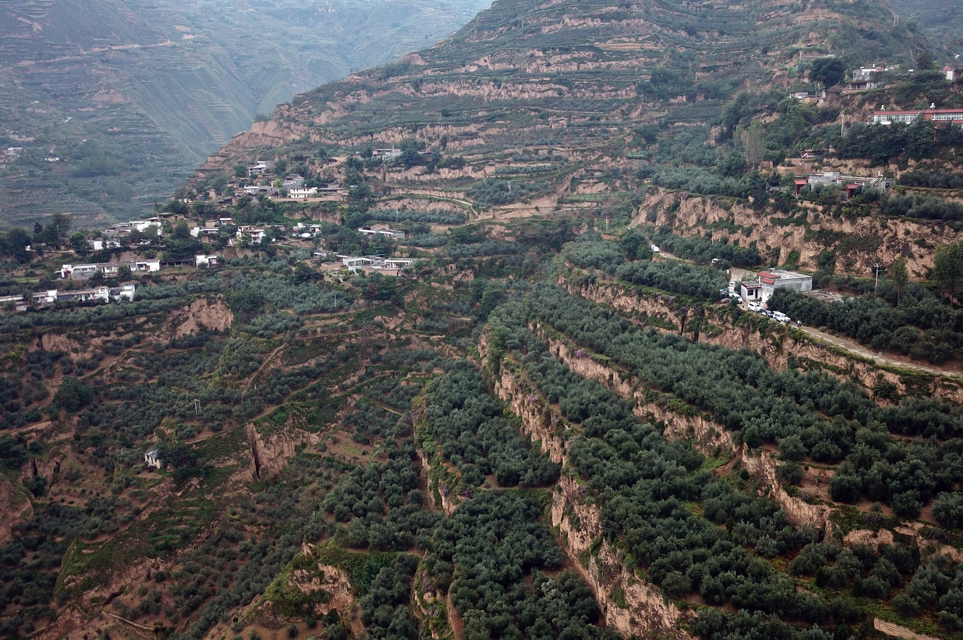 这是在陇南市武都区汉王镇朱能村拍摄的油橄榄种植基地