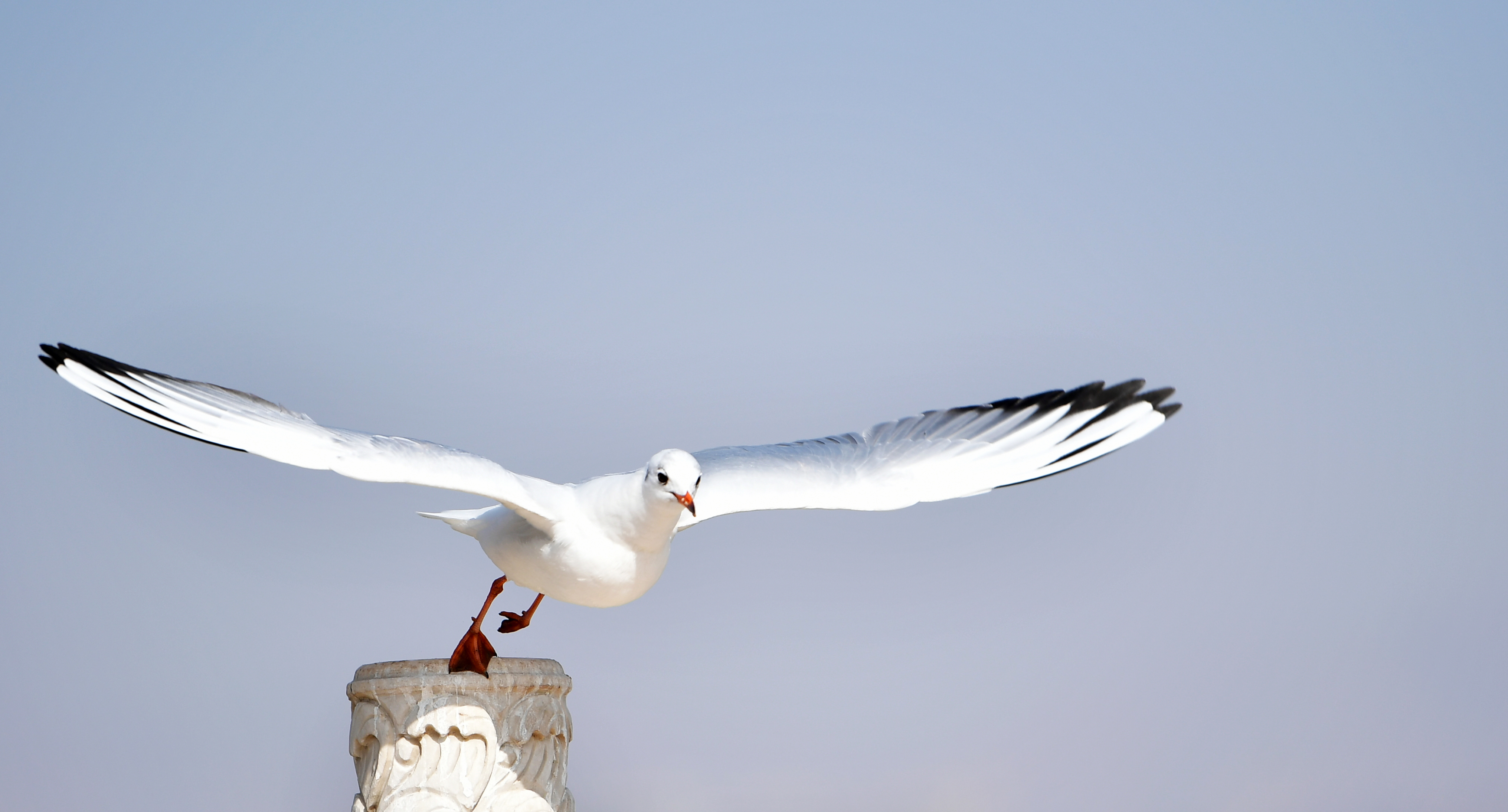 甘肃永靖黄河水岸鸥鸟翔集
