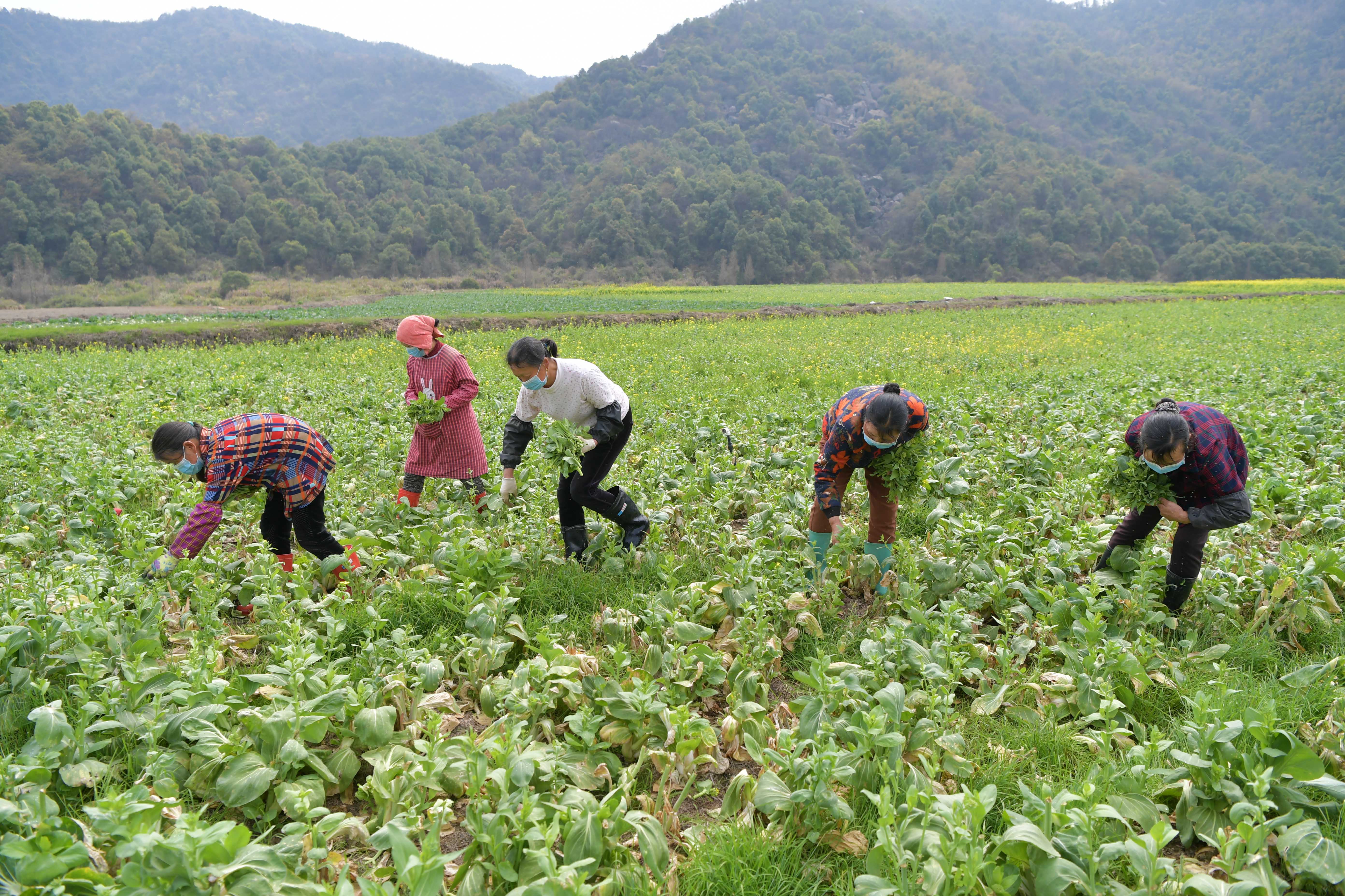 江西南昌天气好农事忙