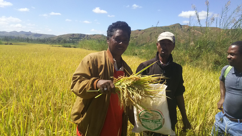 马达加斯加是一个东非岛国,很多中国农业专家将中国的杂交水稻技术带
