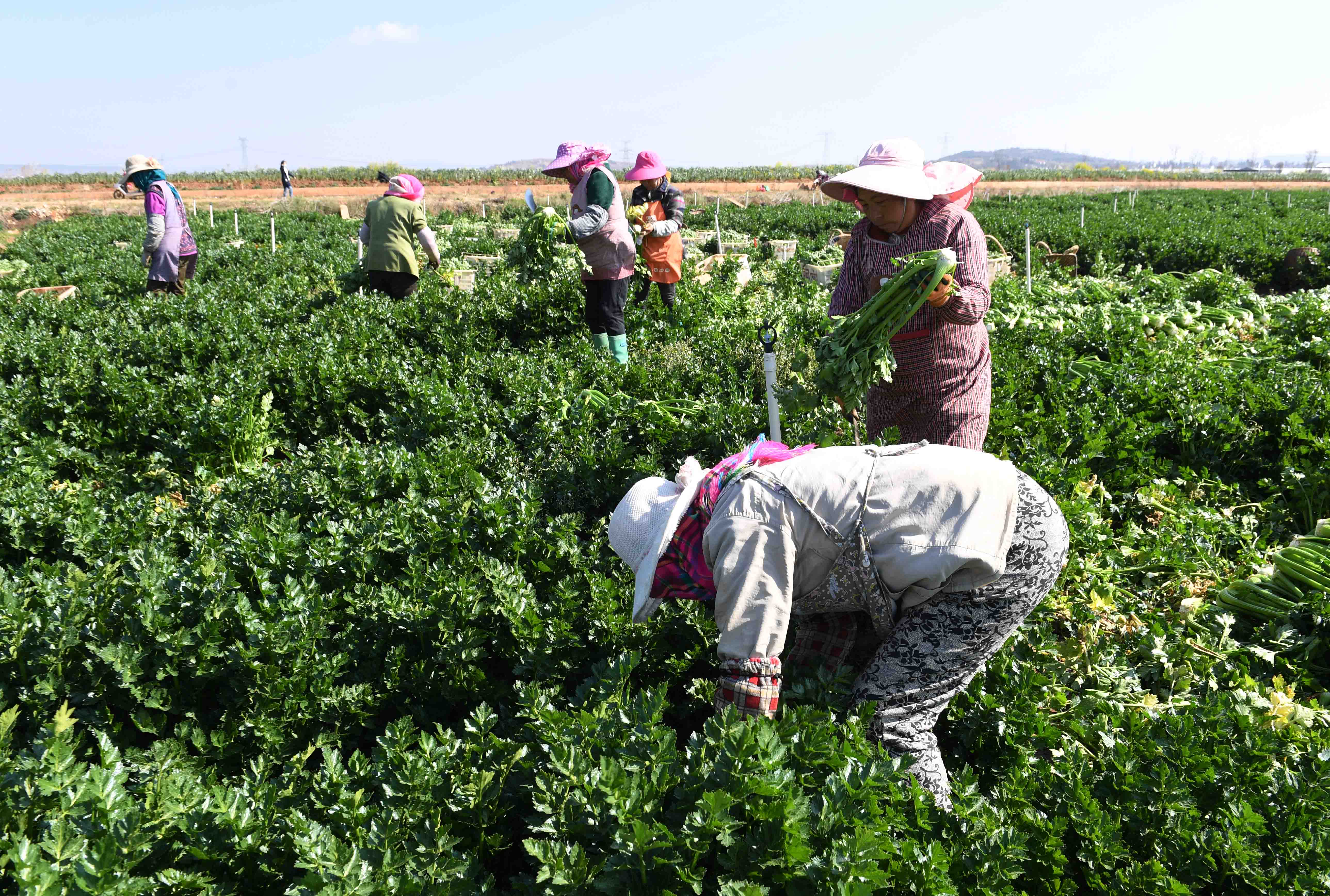 云南曲靖发展蔬菜种植产业促农增收