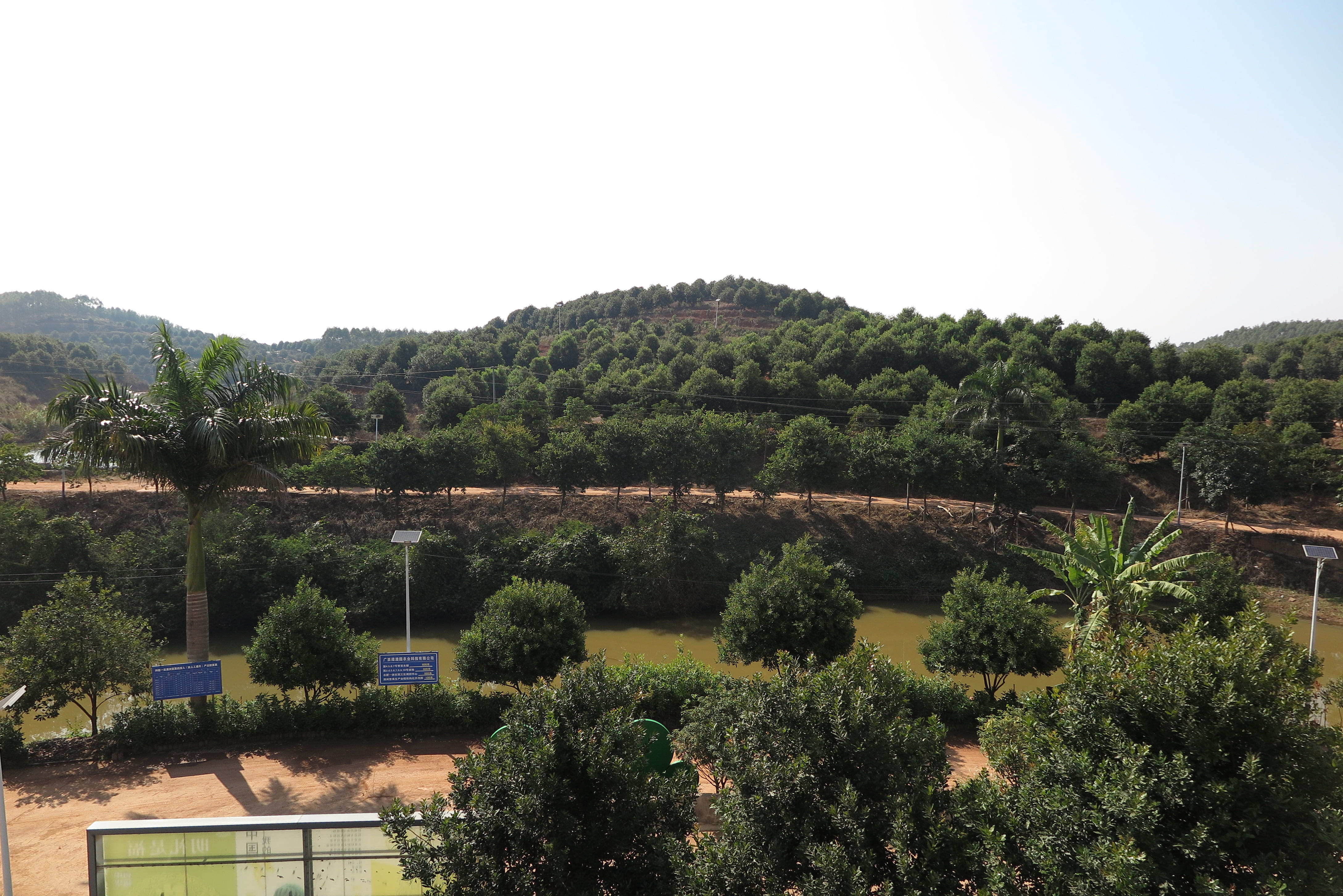 广西南宁市良庆区大塘镇百乐村,自2011年创建以来,澳洲坚果种植面积不