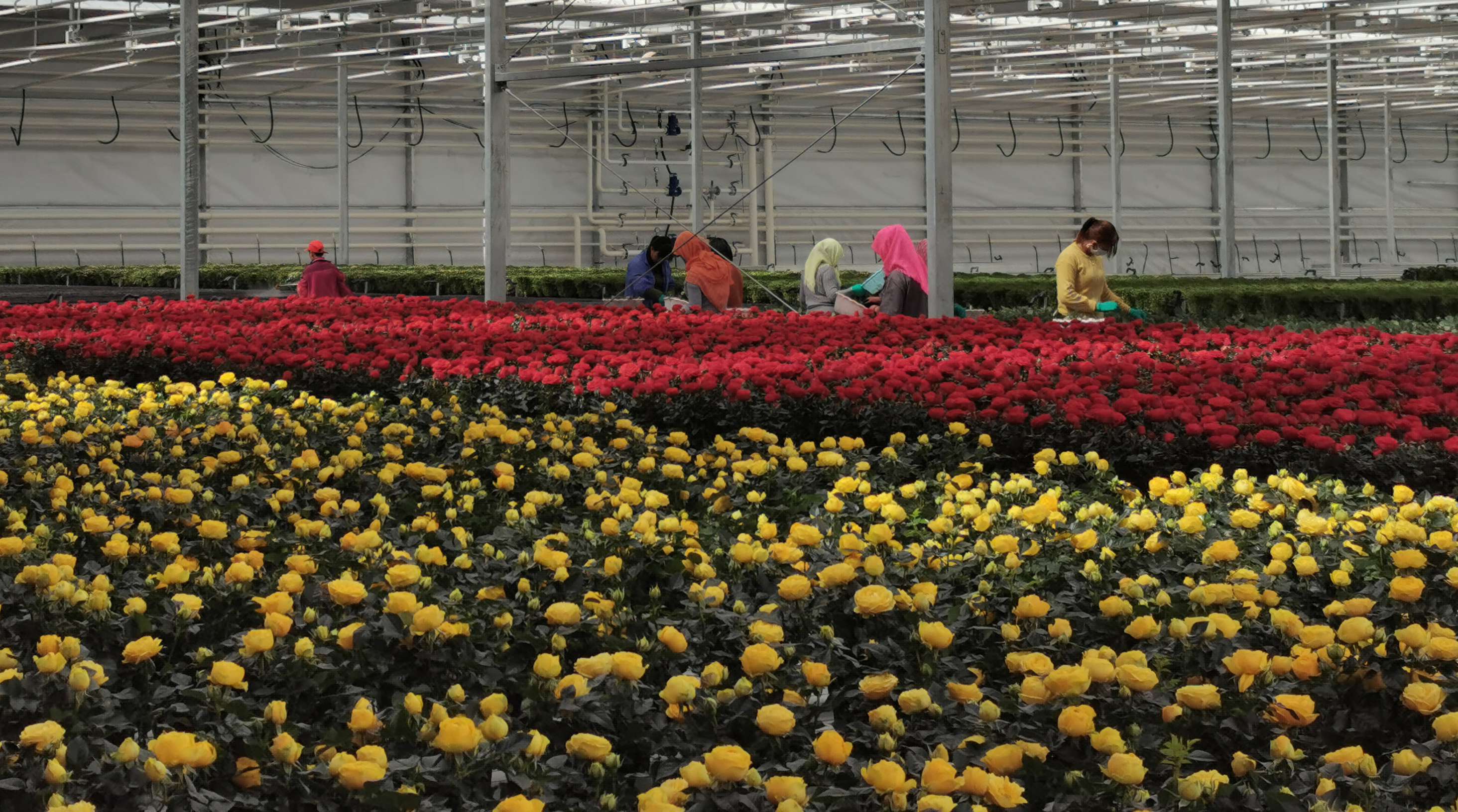 甘肅蘭州花卉產業基地即將投運