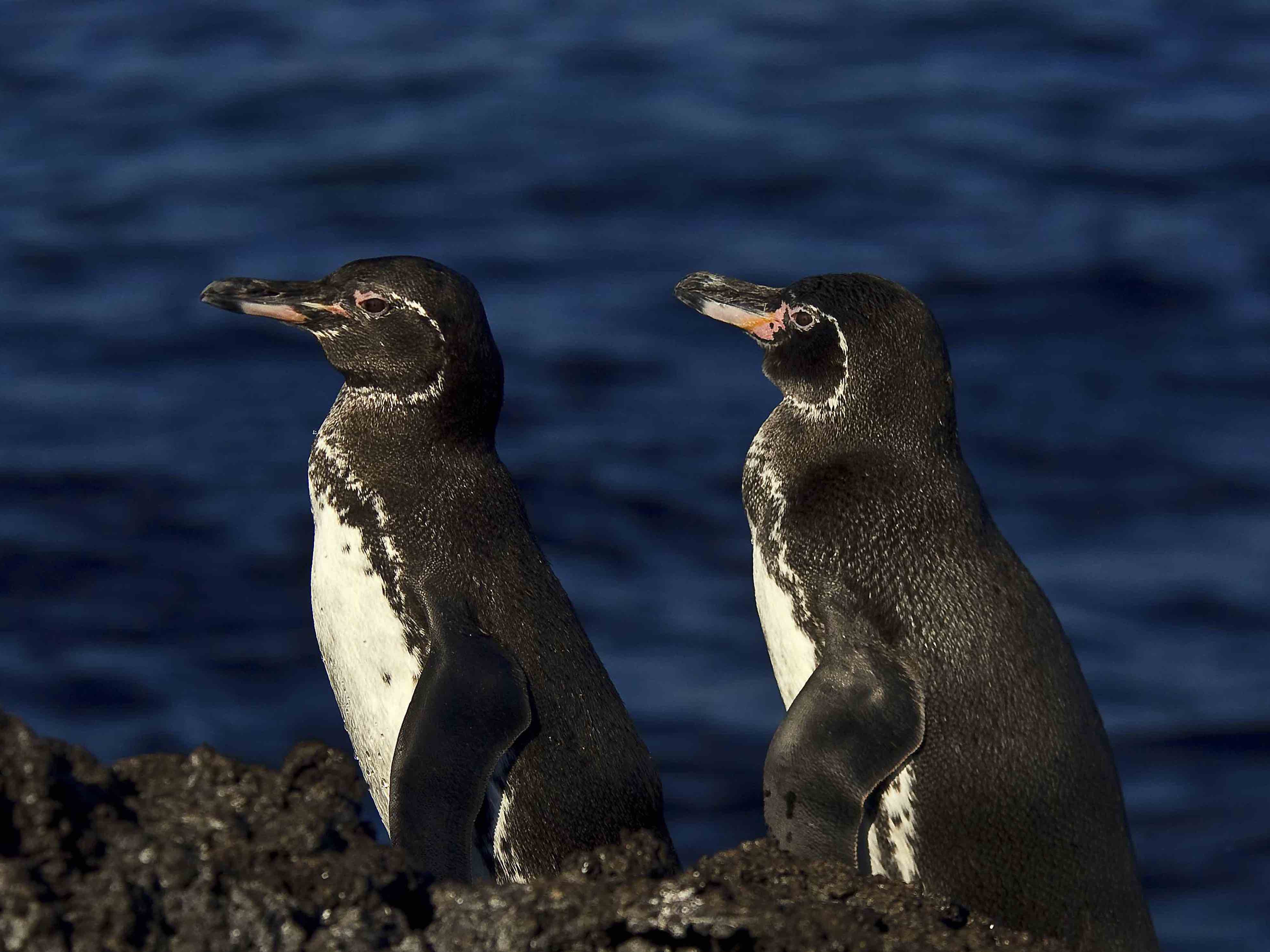 全球连线世界企鹅日为了避暑鹅拼了