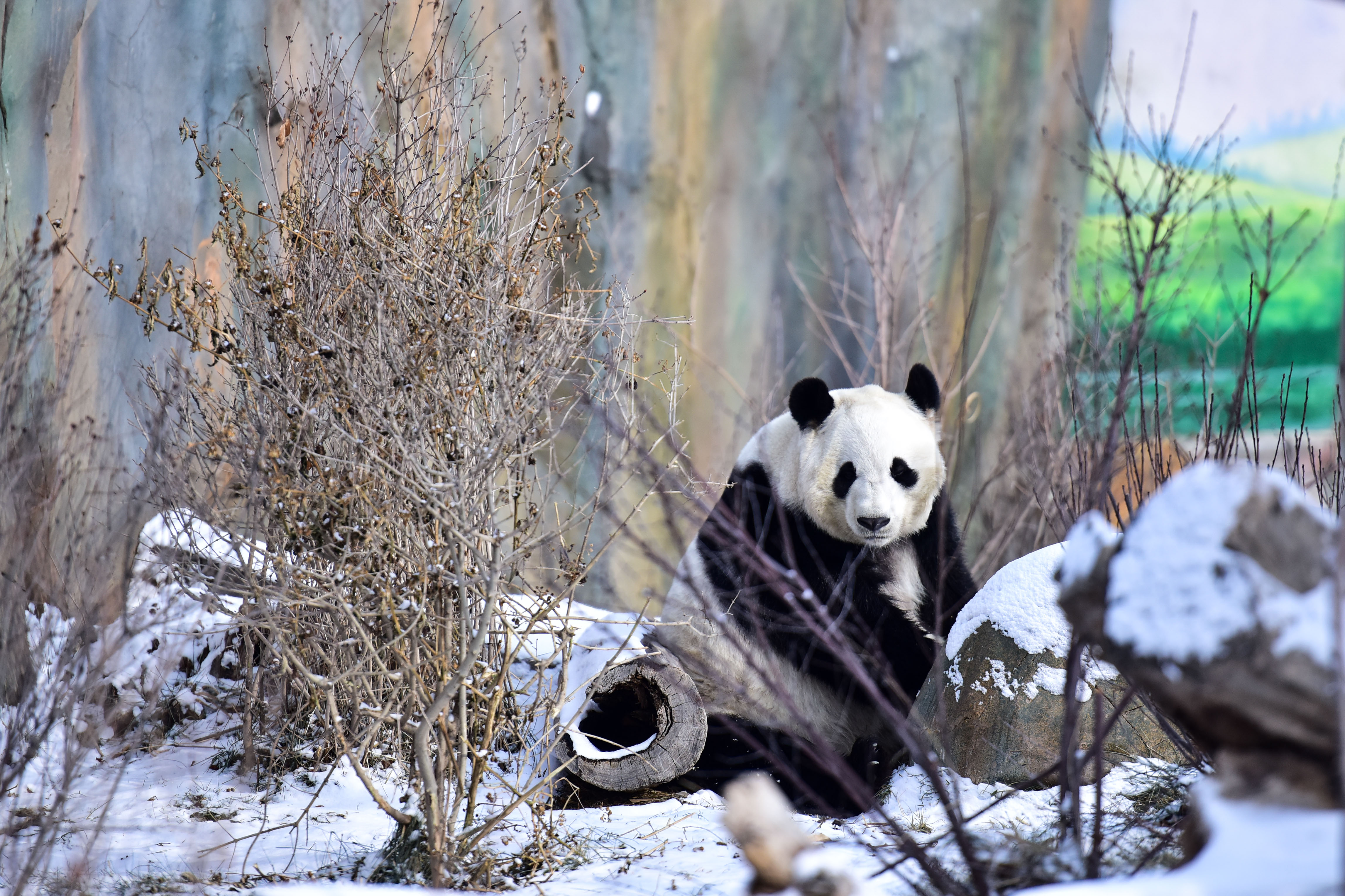 高原熊猫宝妈初体验