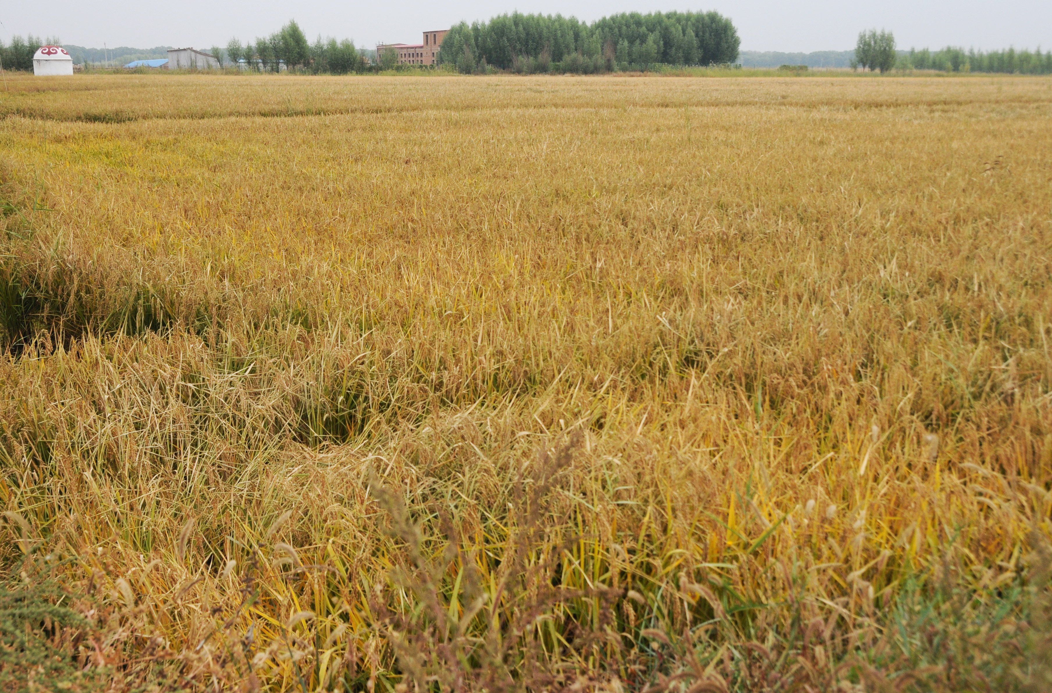 亩产80666公斤内蒙古刷新北方高寒地区一季稻常规水稻单产纪录