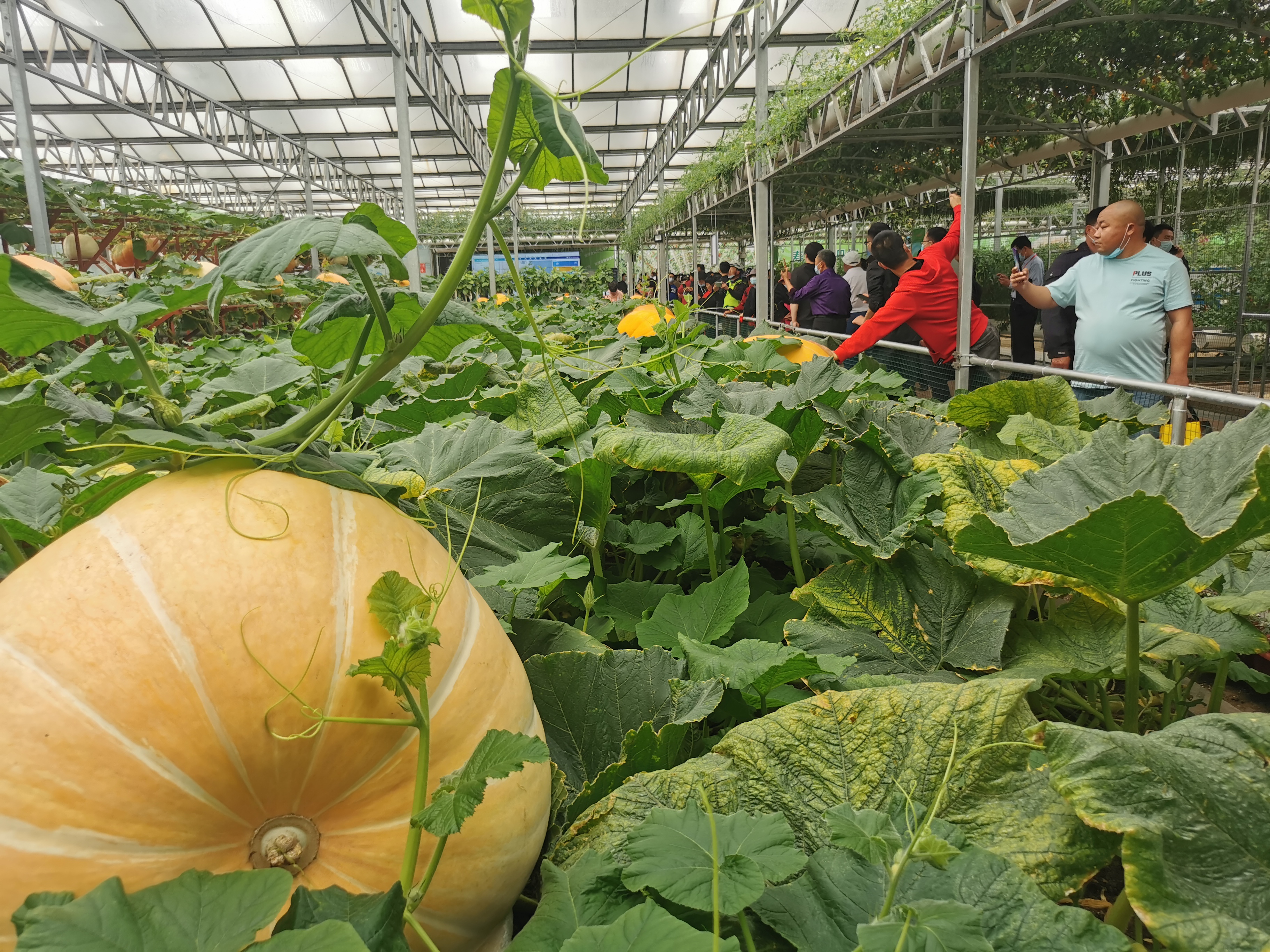 种博会的主题为"创新,合作,发展",主展区位于寿光蔬菜小镇.