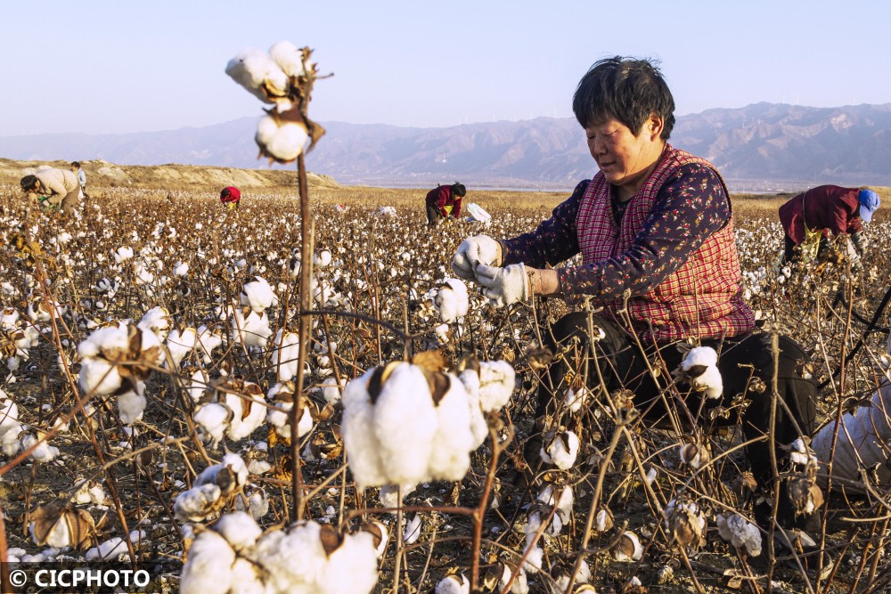 山西运城冬季棉花忙收获
