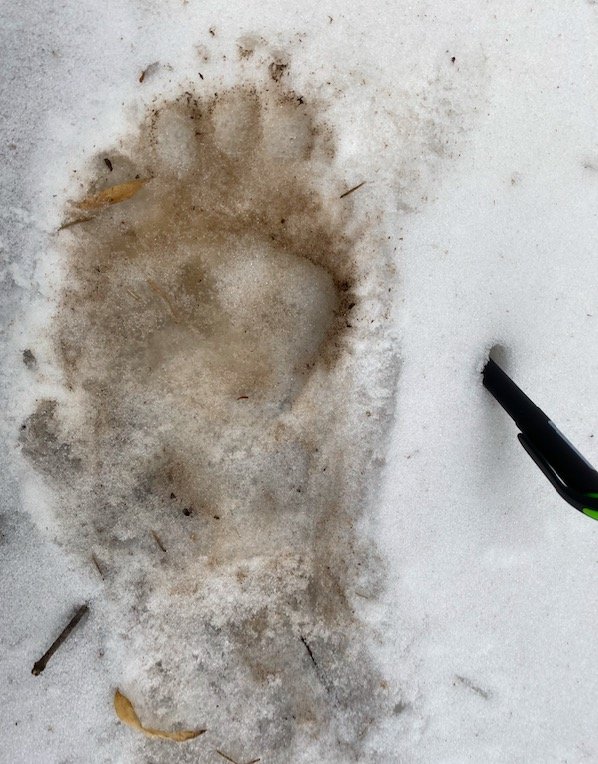 2700米处发现了新鲜大熊猫粪便,并在沿途行进中发现了多处大熊猫脚印