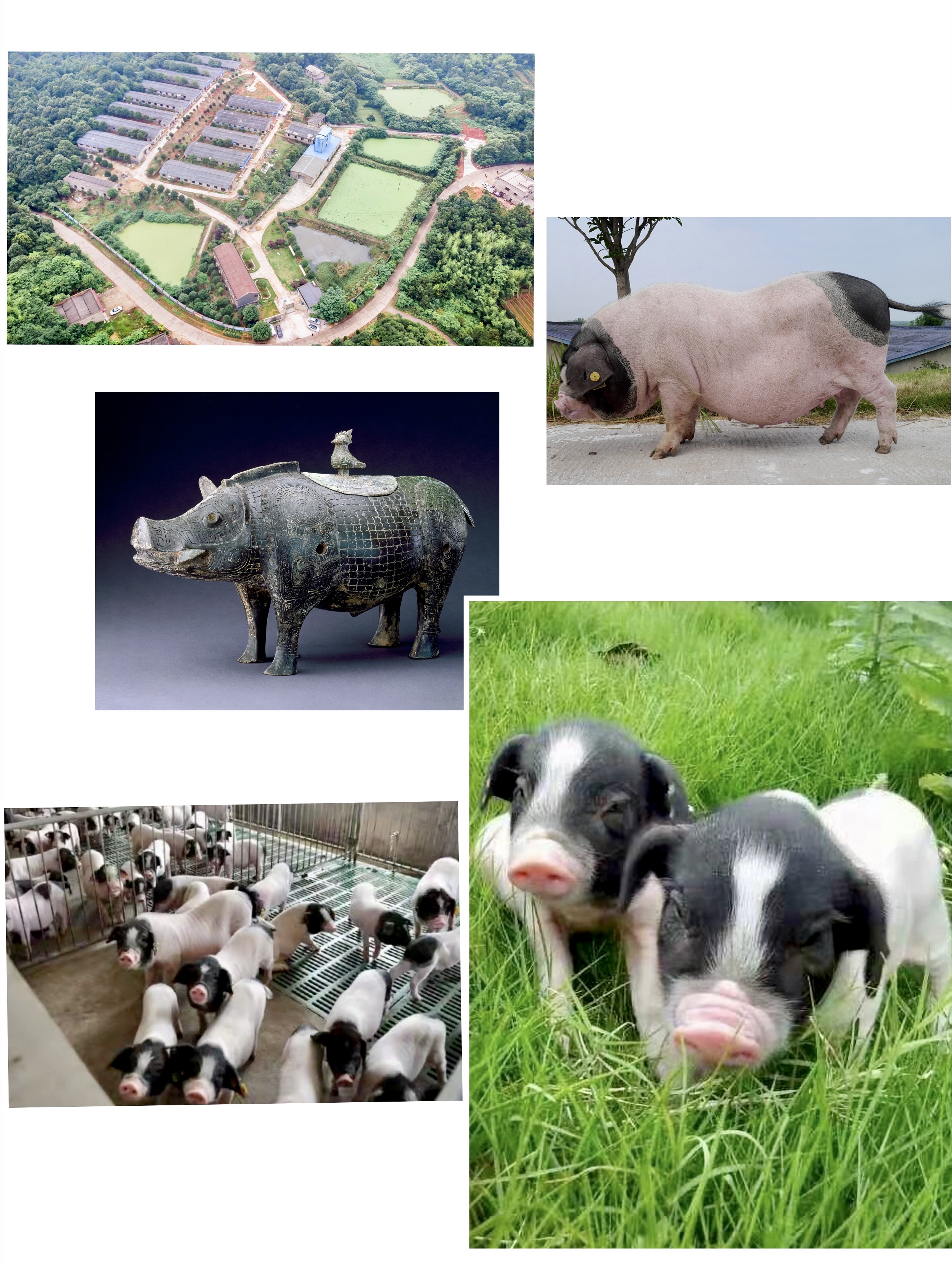 从濒危品种到产业名片沙子岭猪重生记