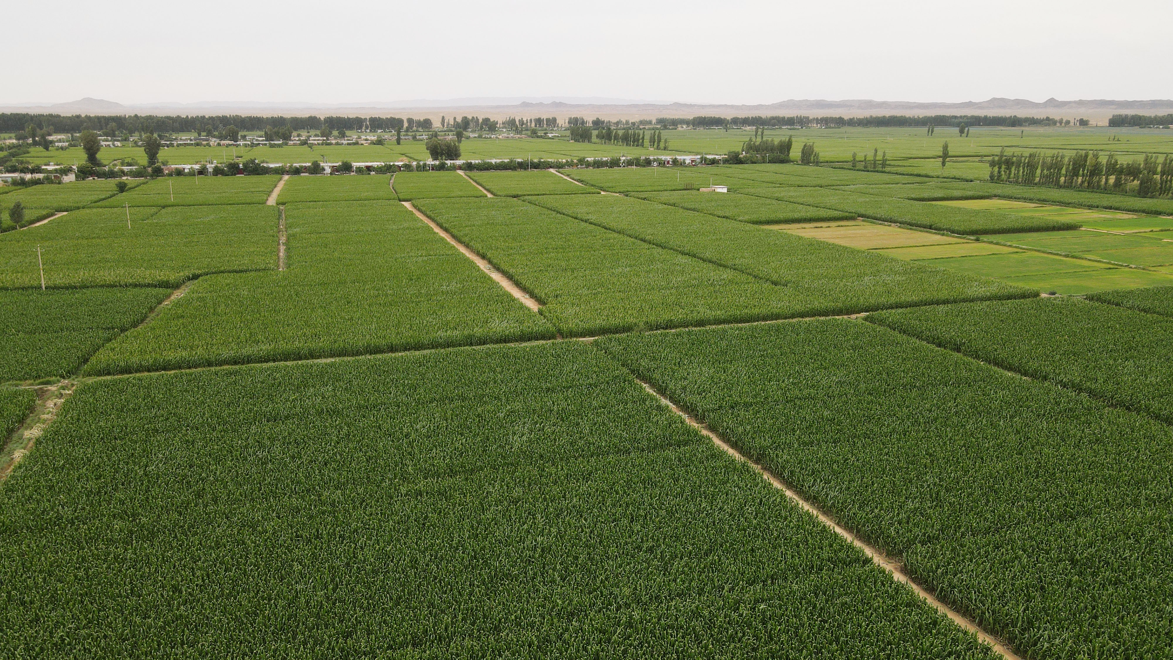 甘肃启动玉米制种科技强种行动