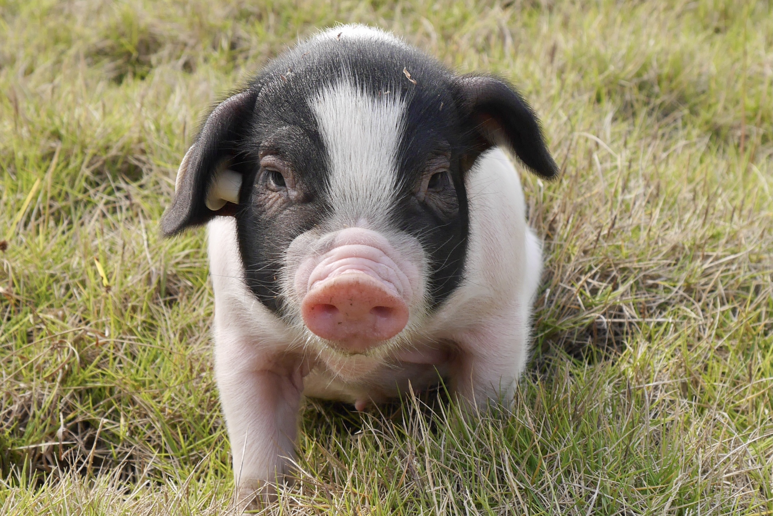 从濒危品种到产业名片沙子岭猪重生记