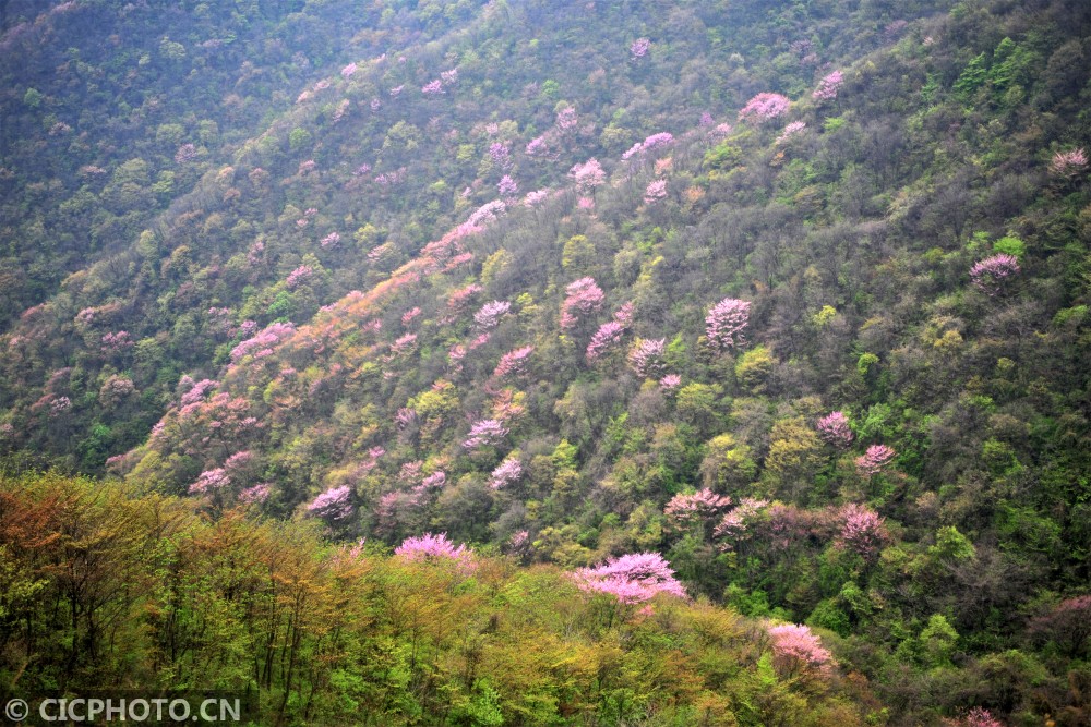 湖北宜昌野生紫荆漫山绽放乡村山野成花的海洋