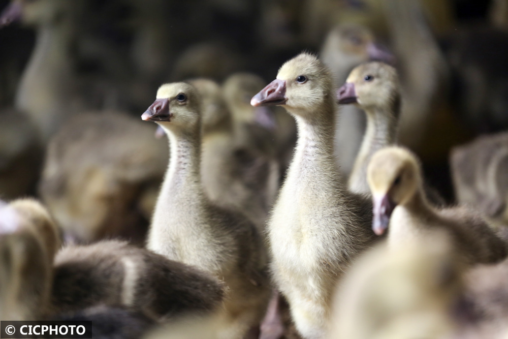 河北平乡大雁鹅养殖助增收