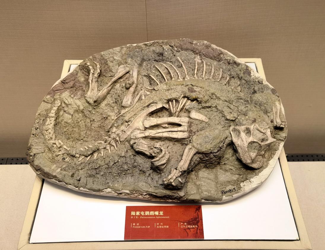 作为"明星展品",鹦鹉嘴龙木乃伊化石于2008年由北京自然博物馆科研