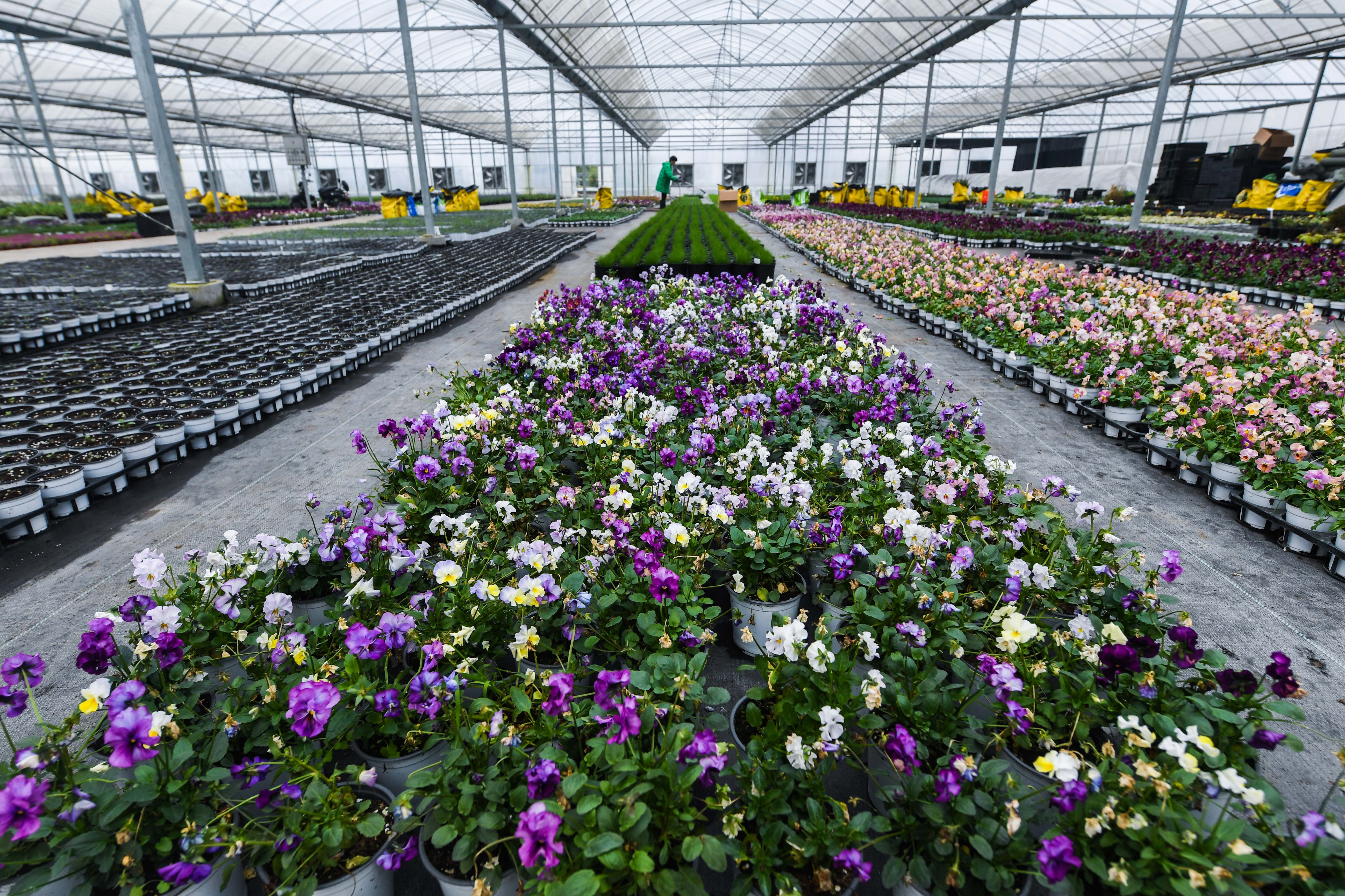 大学生"农创园"开启年宵花卉销售季