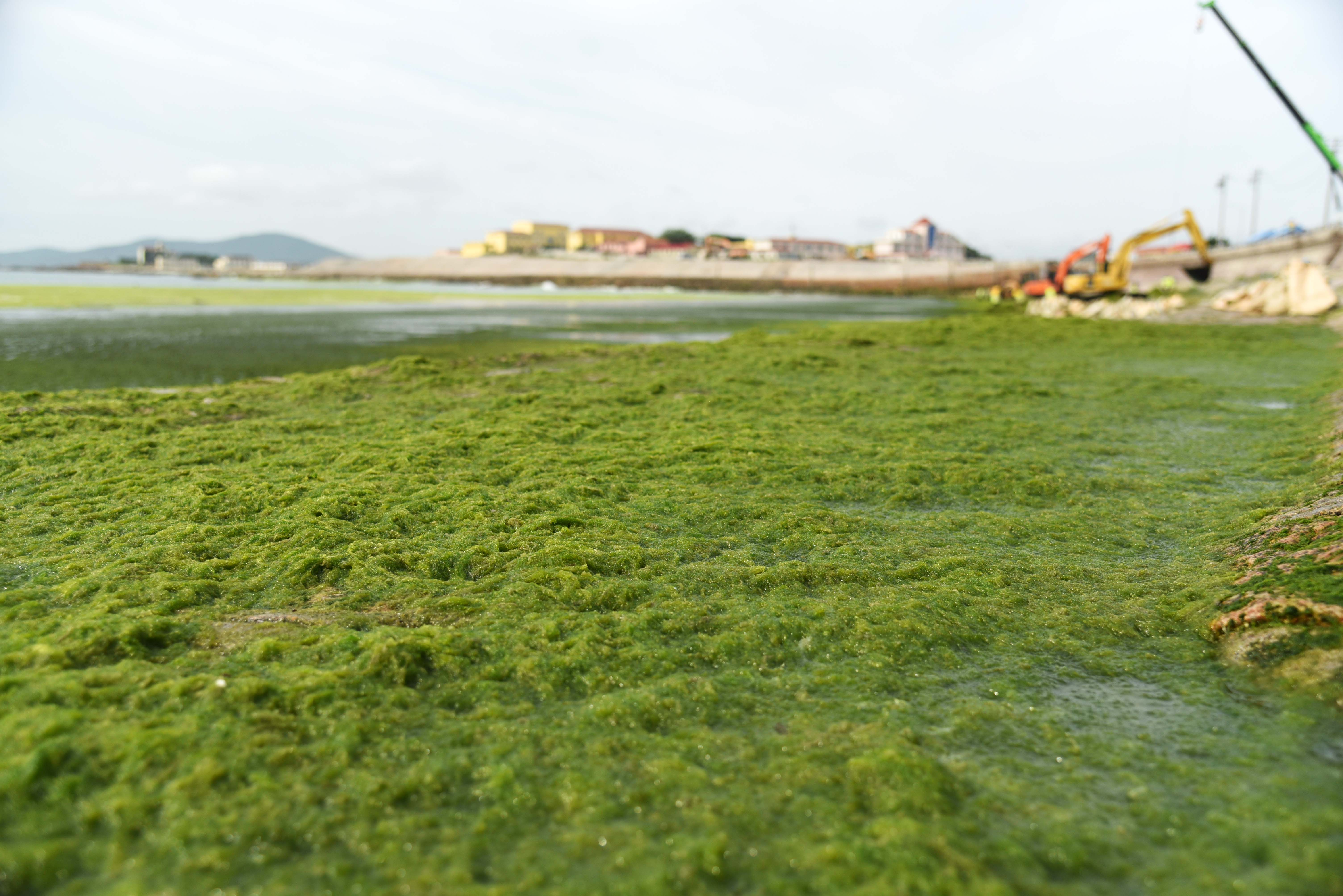 浒苔绿潮灾害影响山东沿海4地市 青岛已累计打捞超31万吨 - 封面新闻