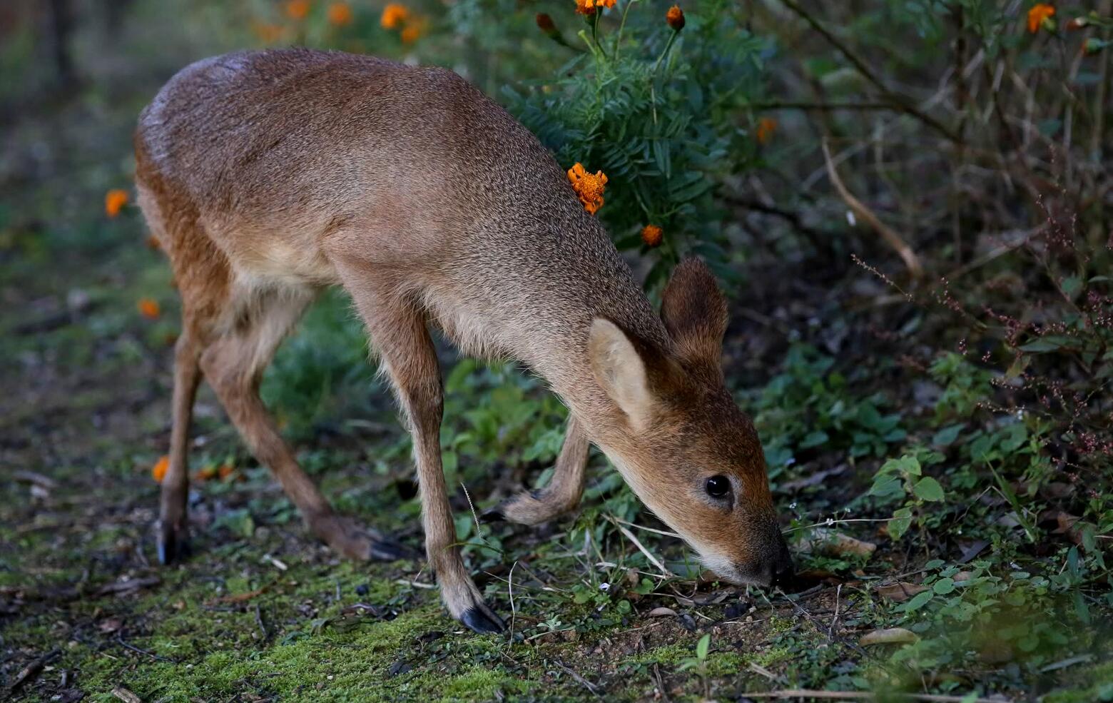 30只经野化训练的河麂在南岳衡山被放归大自然