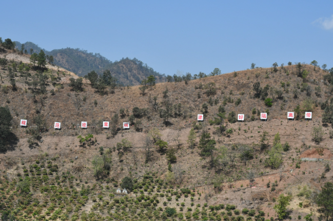 4月2日上午,站在攀枝花市盐边县桐子林镇金河村万亩芒果基地观景台
