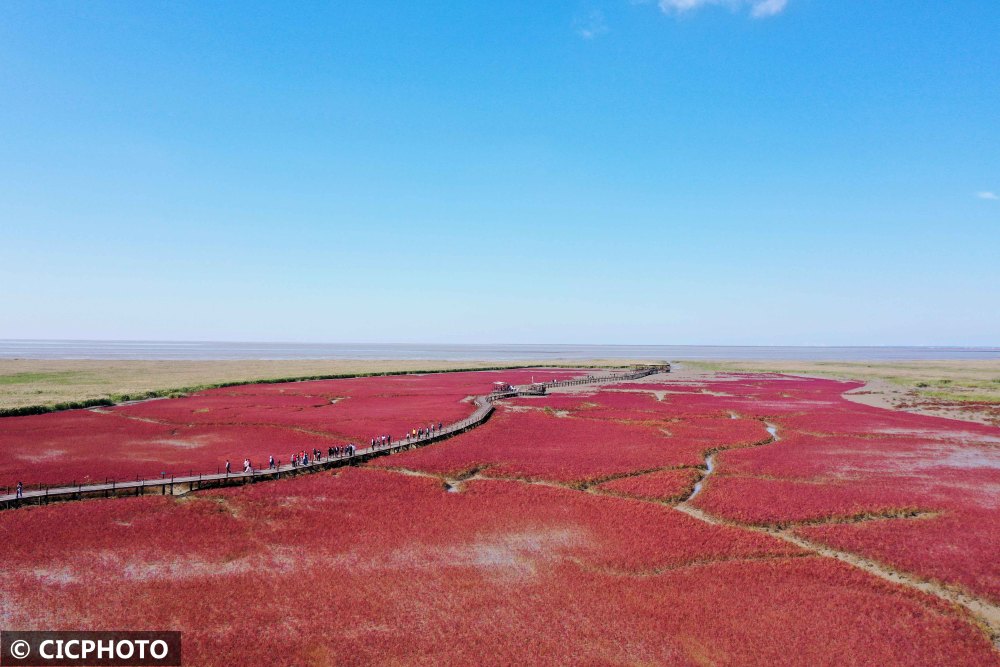 辽宁盘锦红海滩风光美如画