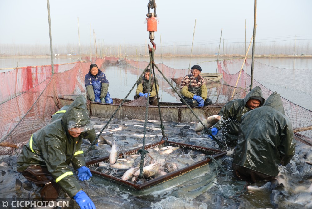 江苏淮安渔民捕鱼供市场迎来捕捞收获季