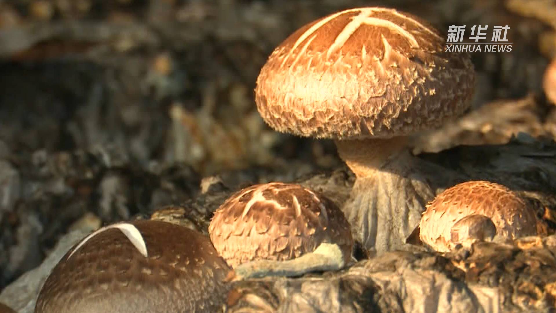 河南瓦屋镇伏牛菇香小康来