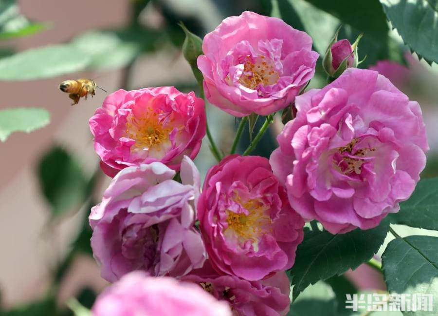 绚丽蔷薇花扮靓5月青岛