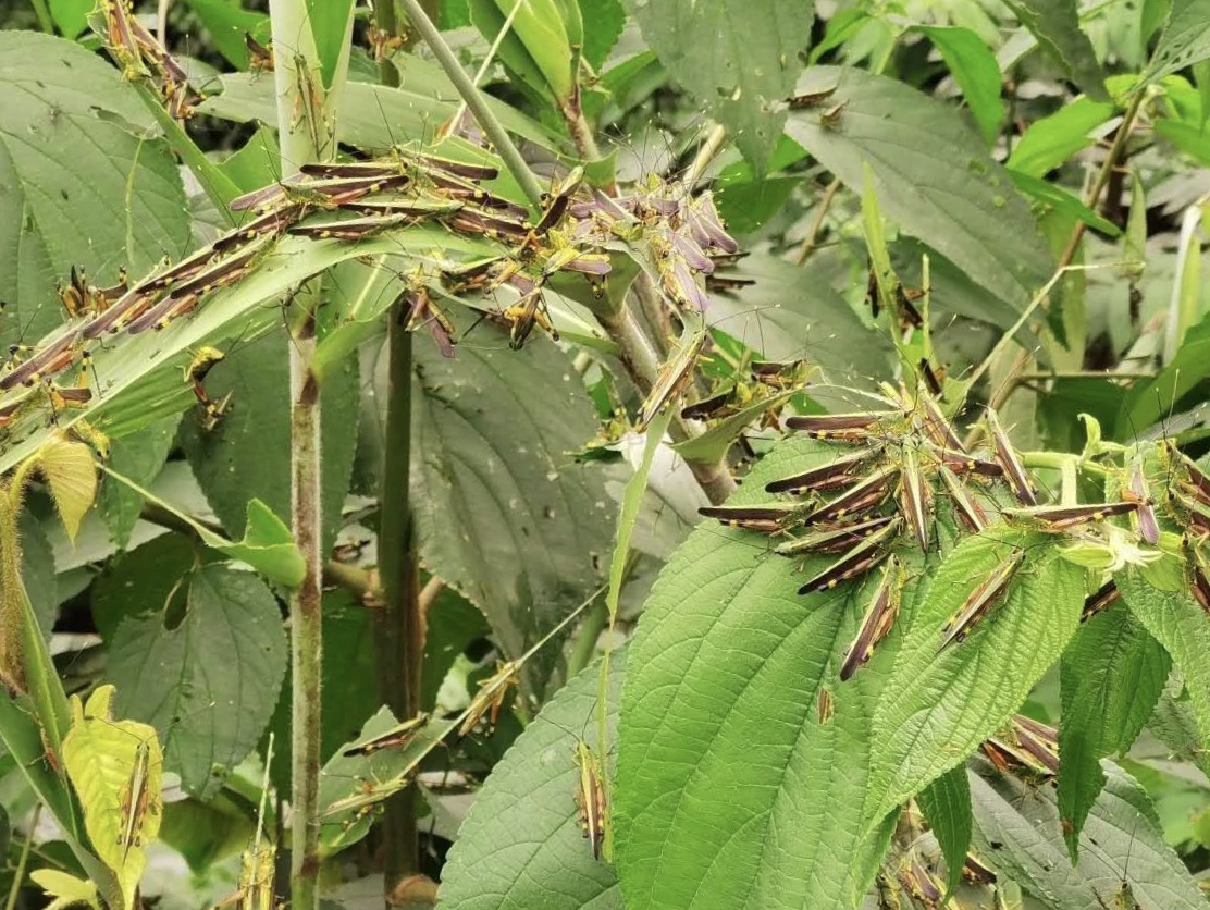 黄脊竹蝗大批入境云南67农业农村部派出工作组紧急应对