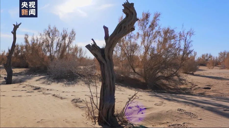 你在网上种梭梭树他在戈壁沙漠种了18年
