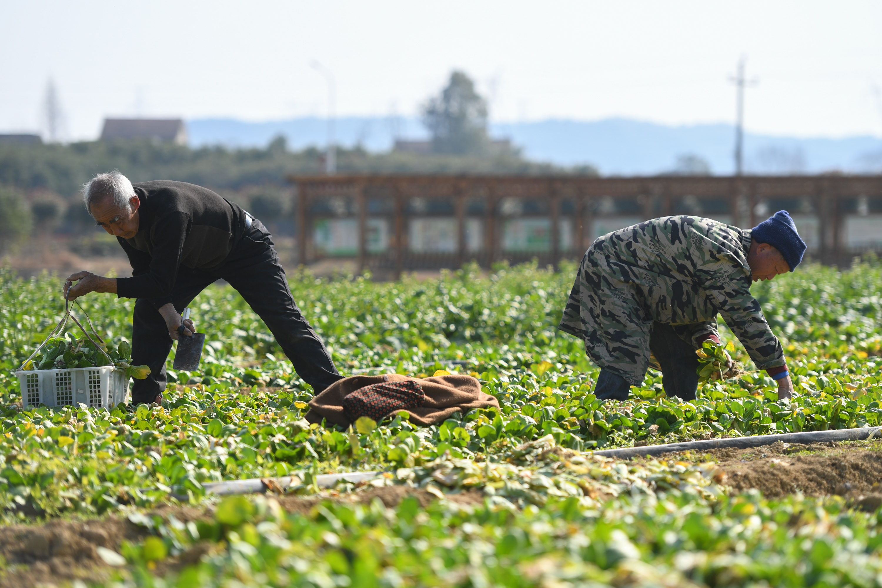 记者在合作社的菜地里看到,10多名工人熟练地劳作着,从地里拔出的蔬菜