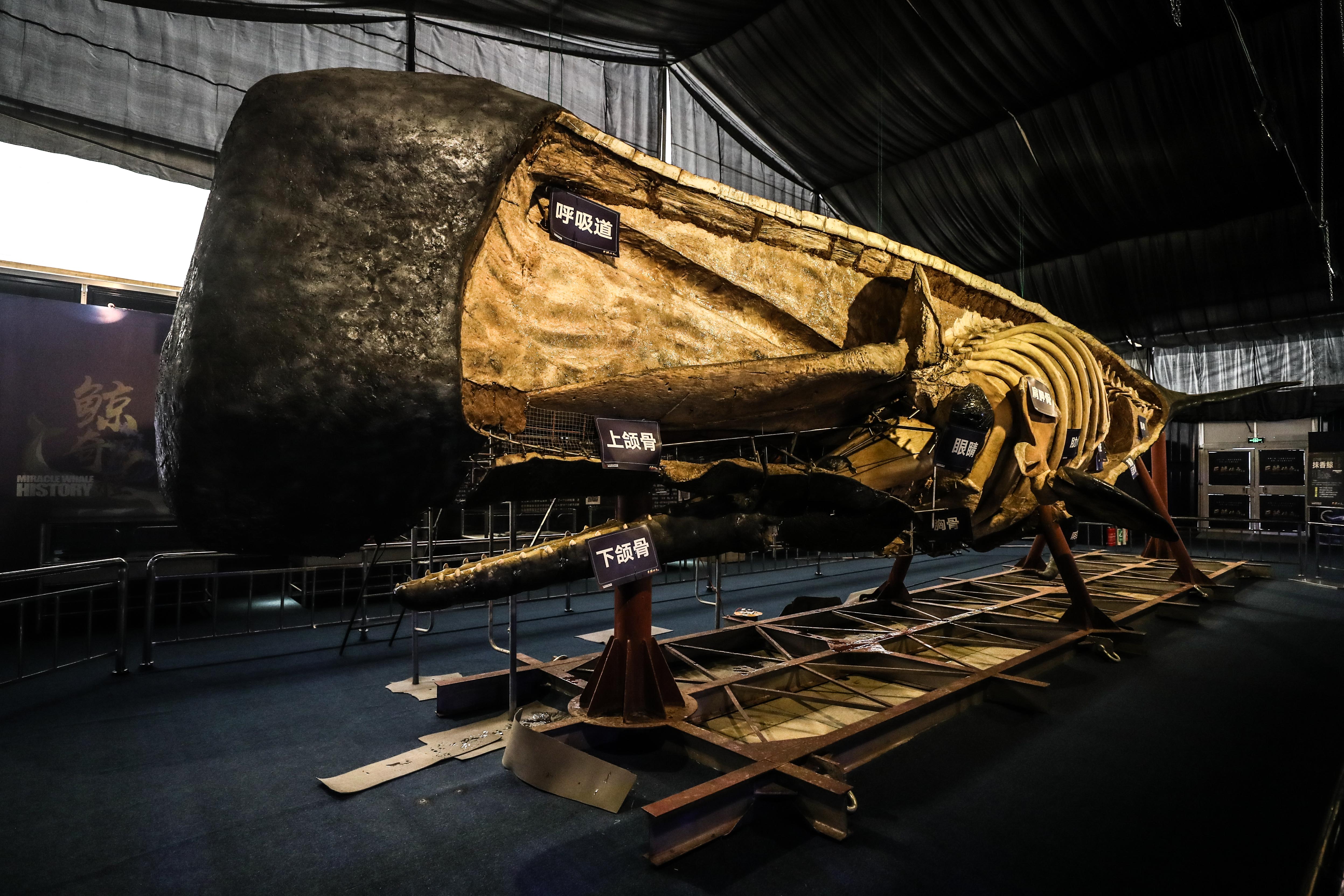 一头抹香鲸的前世今生