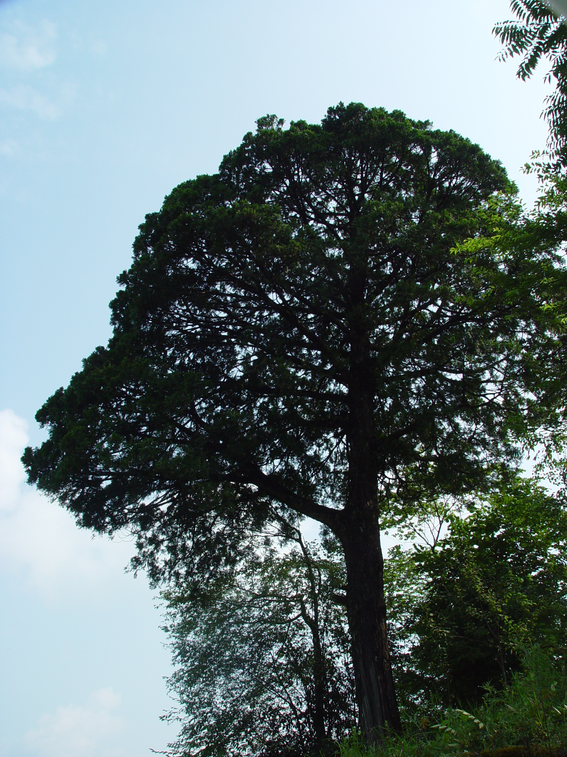 崖柏是国家一级重点保护野生植物,全世界范围内,仅在大巴山区的重庆