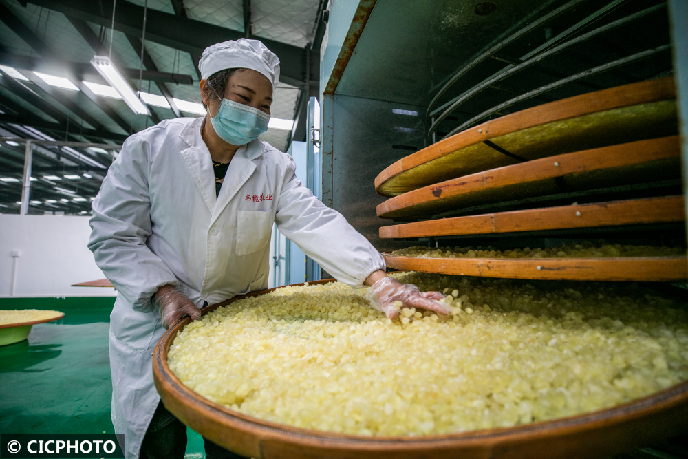 贵州省毕节市织金县猫场镇皂角产业园的一处皂角加工车间里搬运皂角米