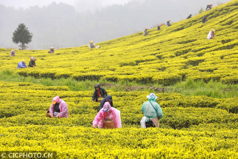 cicphoto/杨家孟 摄↑2021年4月1日,重庆市綦江区东溪镇巩固村茶农在