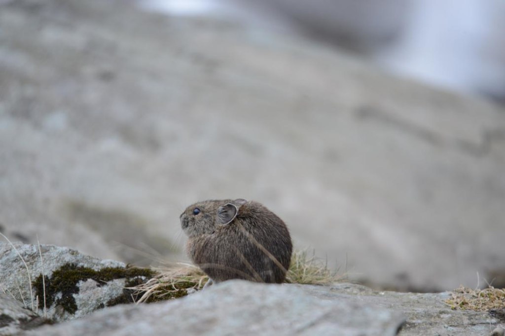 超萌间颅鼠兔首次现身唐家河