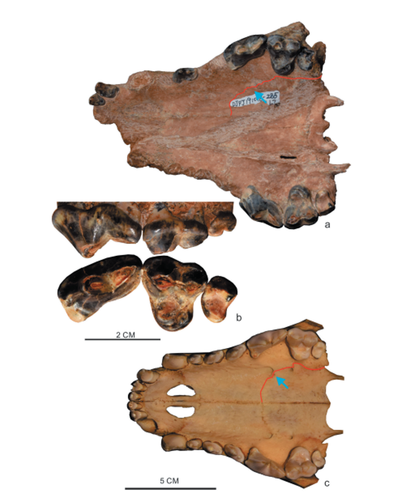 远古发现丨50万年前这种猛兽的化石在东亚发现说明了啥