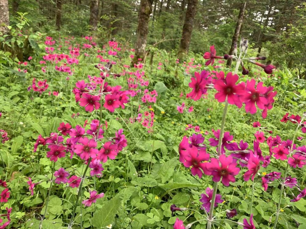 金口河区转转花文化旅游节开幕