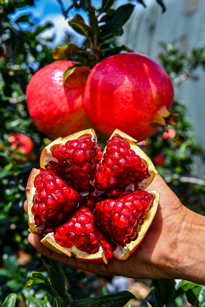 洪泽大闸蟹会理石榴何以越来越火