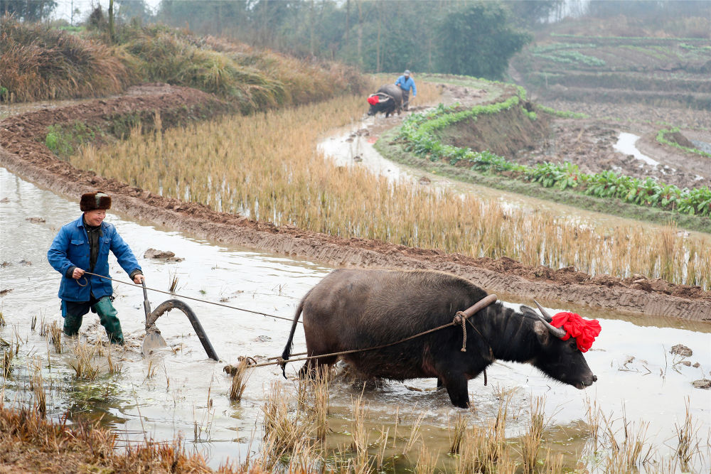 犁春牛迎新春